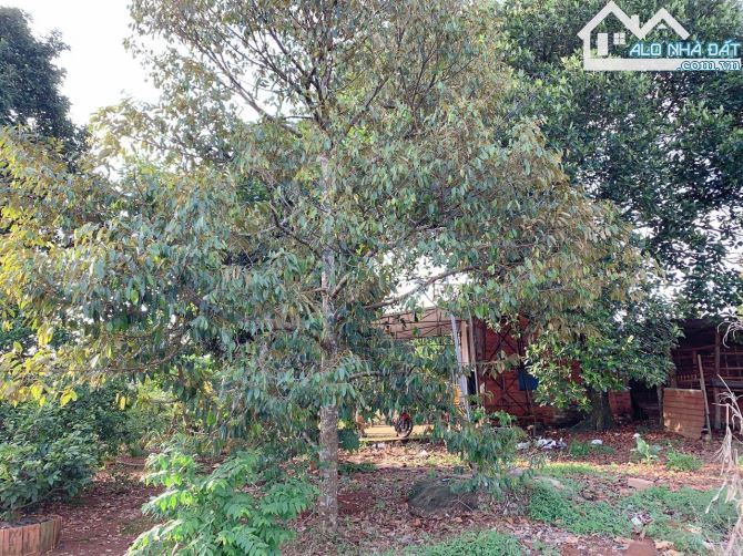 Bán khoảng 3 sào (2998m2) đất Láng Lớn, huyện Châu Đức, BRVT. - 1