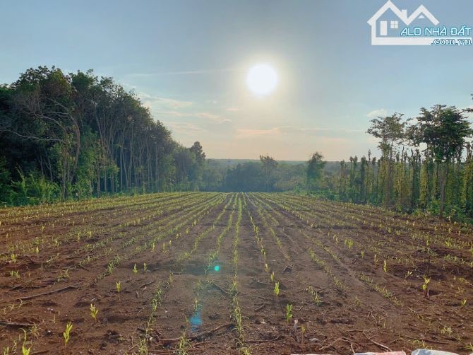 Bán khoảng 7 sào 5 VIEW SUỐI (7514m2) đất Láng Lớn, huyện Châu Đức, BRVT. - 1