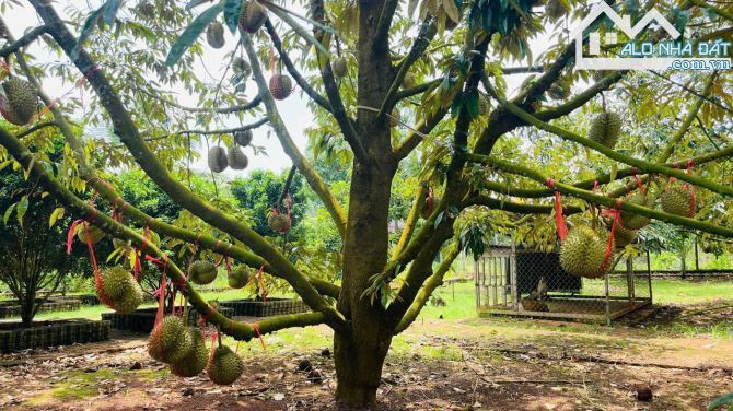 Bán nhà đất vườn trái cây 64x85m gần chợ long phước - 1