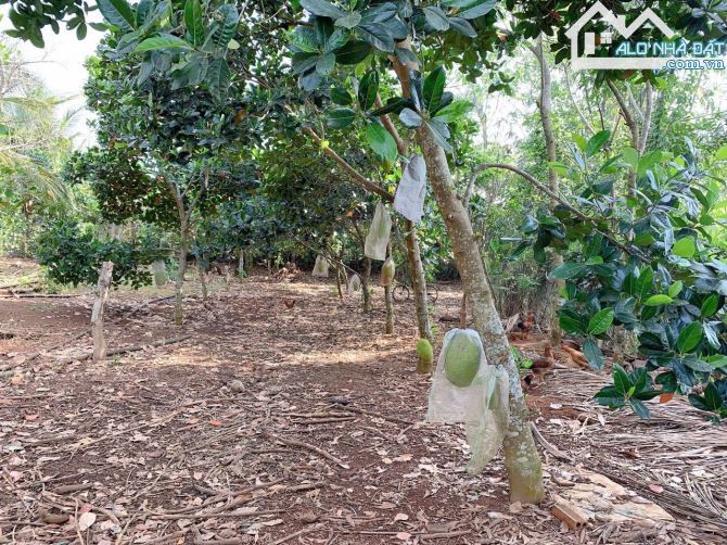 Bán khoảng 1 sào (1000m2) đất Bình Ba, huyện Châu Đức, BRVT. - 1