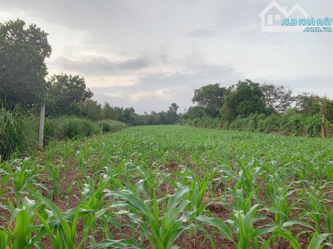Bán khoảng 2 sào (2000m2) đất Bình Ba, huyện Châu Đức, BRVT. - 1