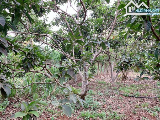 Bán khoảng 1 sào (1020m2) đất Kim Long, huyện Châu Đức, BRVT. - 1