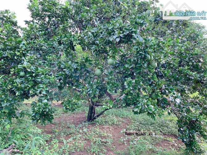 Bán khoảng 5 sào (4953m2) đất thị trấn Kim Long, huyện Châu Đức, BRVT. - 1