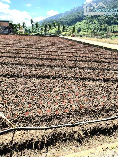 Bán đất view đẹp đồi thông khu dân cư Hiệp An, đi trung tâm Đà Lạt 15p - 1