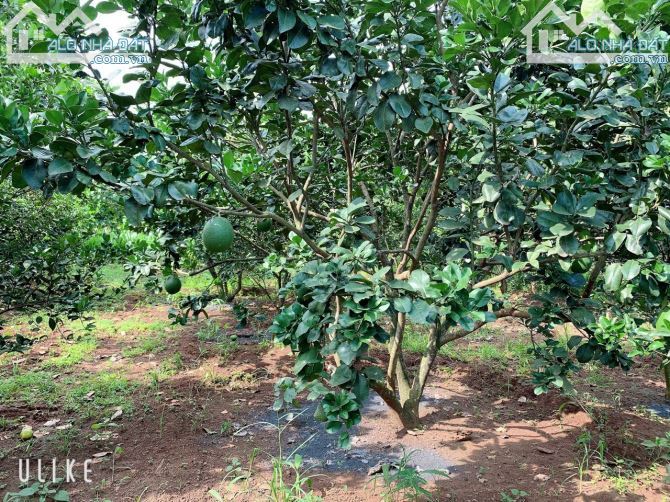 Bán khoảng 4 sào (4000m2) đất Bàu Chinh, huyện Châu Đức, BRVT. - 1