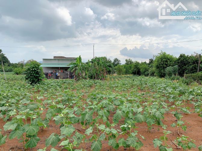 Bán khoảng 2 sào 2 (2200m2) đất xã Bình Ba, huyện Châu Đức, BRVT. - 1