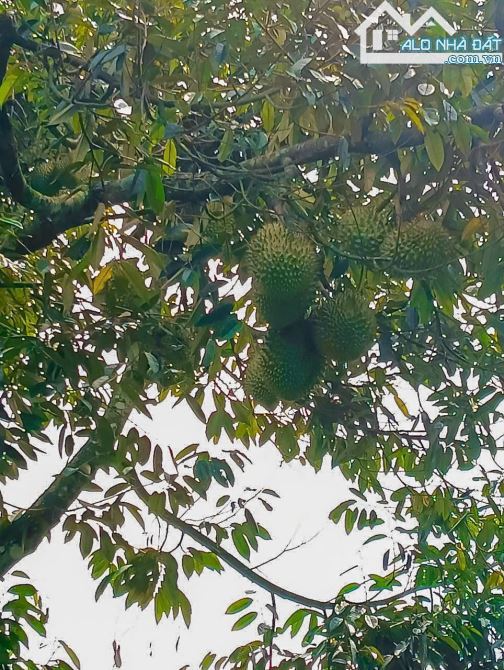 NHÀ VƯỜN CÂY ĂN TRÁI VIEW SUỐI, SẴN THỔ CƯ, KẾ BÊN CÁC KHU NGHỈ DƯỠNG, NHÀ VƯỜN ĐẸP - 1