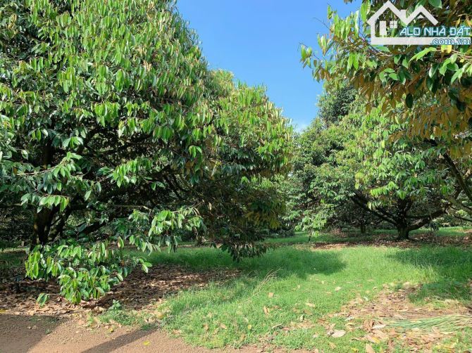 BÁN VƯỜN SẦU RIÊNG 1.2 MẪU MT ĐƯỜNG NHỰA, CÓ NHÀ, CÓ THỔ CƯ, VIEW SUỐI, GIÁ CỰC TỐT - 12