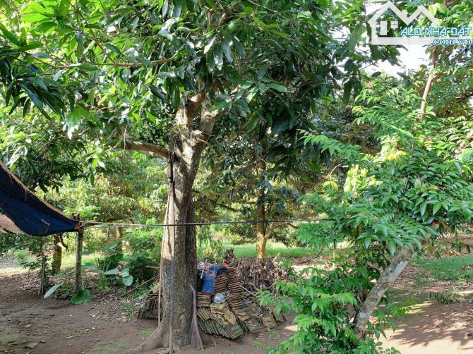 BÁN VƯỜN SẦU RIÊNG 1.2 MẪU MT ĐƯỜNG NHỰA, CÓ NHÀ, CÓ THỔ CƯ, VIEW SUỐI, GIÁ CỰC TỐT - 13