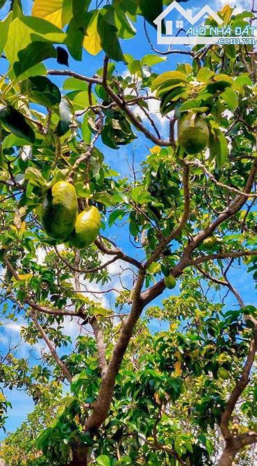 BÁN GẦN 1 MẪU VƯỜN CẠNH HỒ ĐÁ BÀNG VỚI VƯỜN TRÁI CÂY, AO SEN, CÁCH BIỂN CHỈ 15 PHÚT - 13
