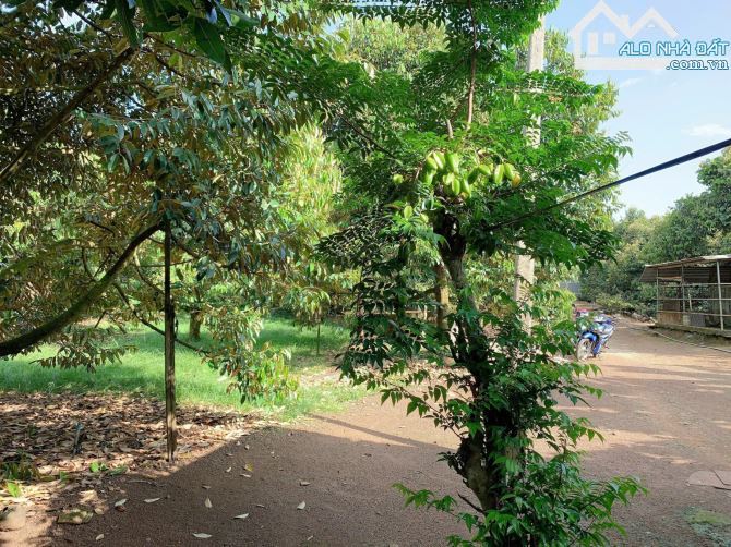 BÁN VƯỜN SẦU RIÊNG 1.2 MẪU MT ĐƯỜNG NHỰA, CÓ NHÀ, CÓ THỔ CƯ, VIEW SUỐI, GIÁ CỰC TỐT - 14