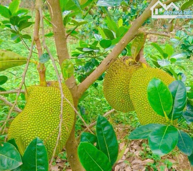 BÁN GẦN 1 MẪU VƯỜN CẠNH HỒ ĐÁ BÀNG VỚI VƯỜN TRÁI CÂY, AO SEN, CÁCH BIỂN CHỈ 15 PHÚT - 15