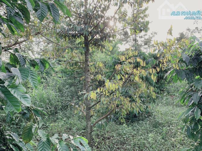 Bán khoảng 1 sào (1070m2) đất Xà Bang, huyện Châu Đức, BRVT. - 2