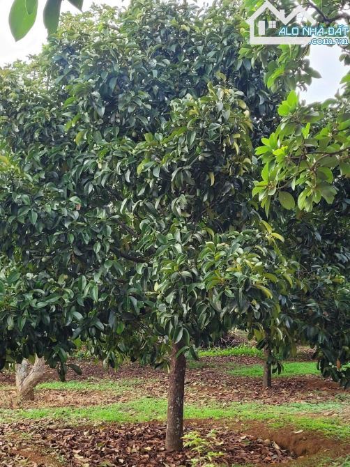 Bán vườn trái cây khoảng hơn 1 mẫu 9 sẵn 300tc hơn 400m mặt tiền đường bê tông.Giá 15ty500 - 2