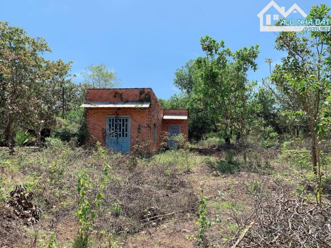 Bán khoảng 6 sào (6037m2) đất Láng Lớn, huyện Châu Đức, BRVT. - 2