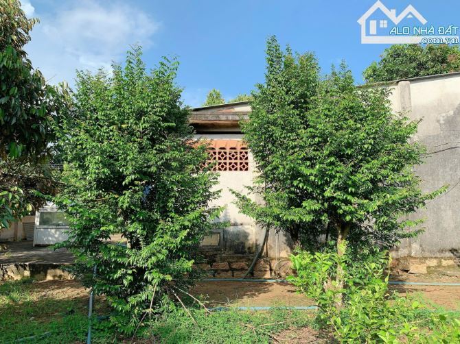 BÁN VƯỜN SẦU RIÊNG 1.2 MẪU MT ĐƯỜNG NHỰA, CÓ NHÀ, CÓ THỔ CƯ, VIEW SUỐI, GIÁ CỰC TỐT - 2