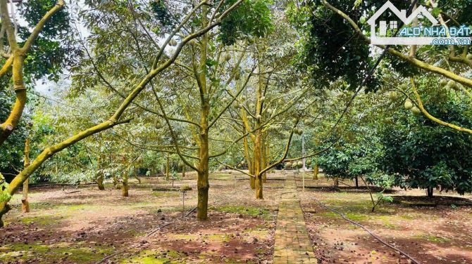 Bán nhà đất vườn trái cây 64x85m gần chợ long phước - 2
