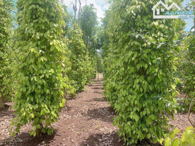 Bán khoảng 3 sào 3 (3308m2) đất xã Đá Bạc, huyện Châu Đức, BRVT. - 2