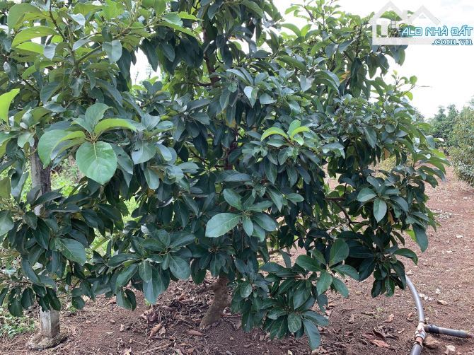 Bán khoảng 3 sào 4 (3411m2) đất Bàu Chinh, huyện Châu Đức, BRVT. - 2