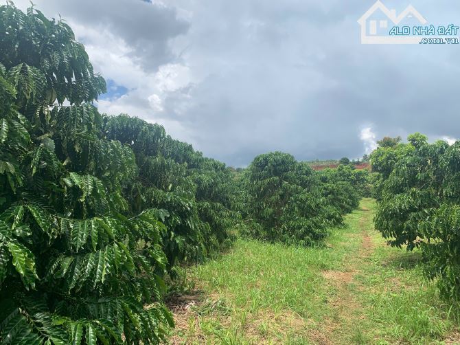 BÁN GẤP 2,9HA ĐẤT MẶT TIỀN BÊ TÔNG XÃ NHÂN CƠ. ĐANG CÓ NGUỒN THU TỐT - 2