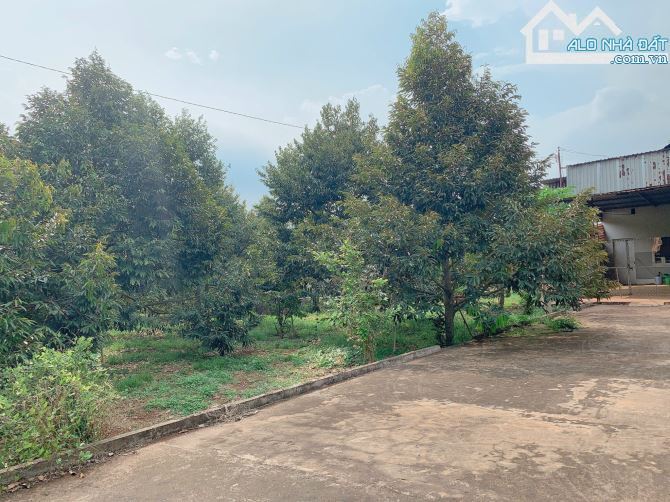 Bán khoảng 9 sào (9056m2) đất Bàu Chinh, huyện Châu Đức, BRVT. - 2