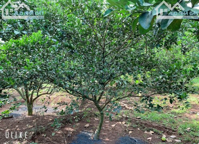 Bán khoảng 4 sào (4000m2) đất Bàu Chinh, huyện Châu Đức, BRVT. - 2