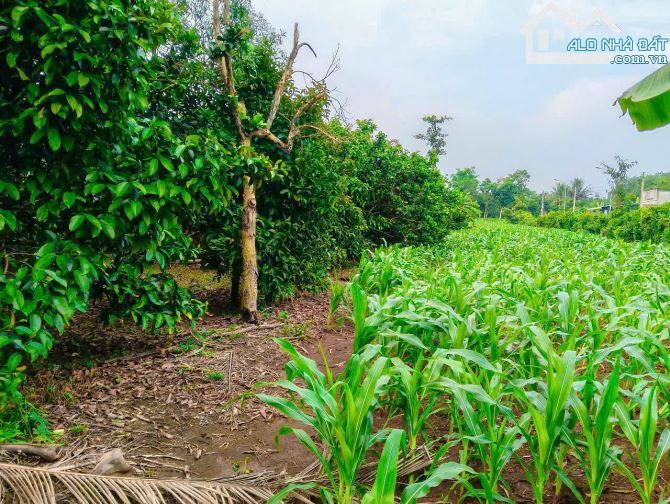 Cần bán 10.174m2 đất thổ cư, mặt tiền đường nhựa đến 116m, cách QL 56 chỉ 1km - 2