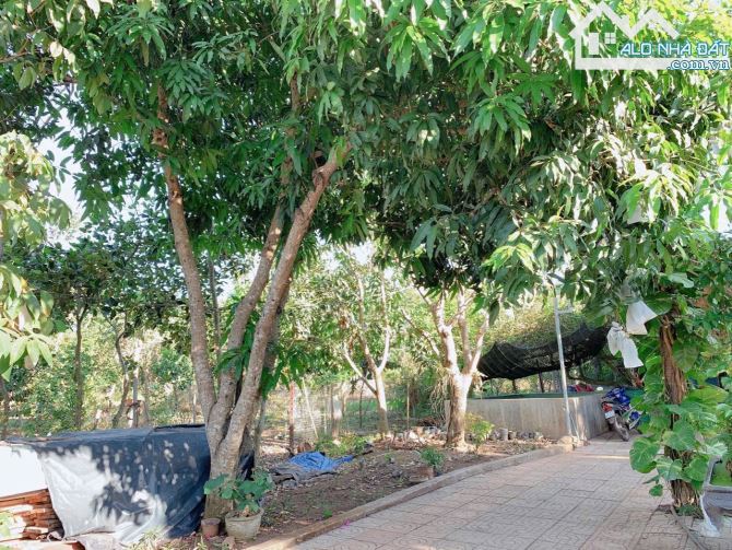 Bán khoảng 6 sào 1 (6115m2) đất Đá Bạc, huyện Châu Đức, BRVT. - 2