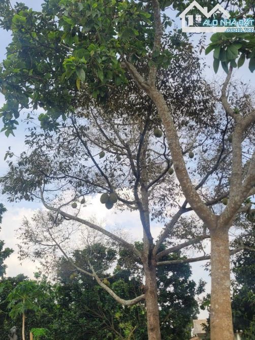 Bán vườn trái cây khoảng hơn 1 mẫu 9 sẵn 300tc hơn 400m mặt tiền đường bê tông.Giá 15ty500 - 3