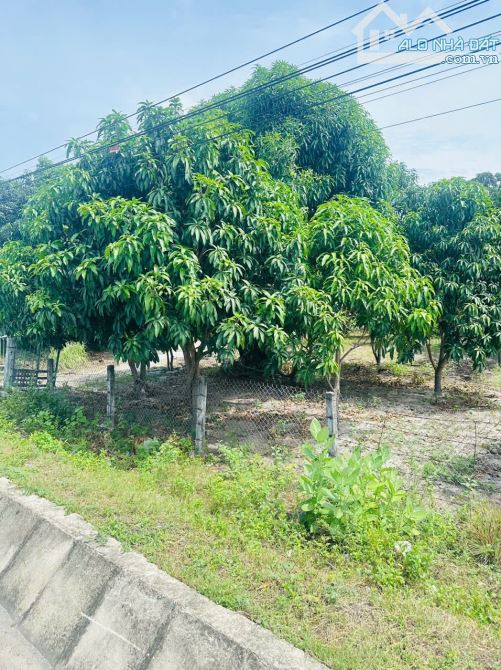 BÁN ĐẤT MẶT TIỀN QUỐC LỘ 1A – CAM HẢI TÂY, CAM LÂM - 3
