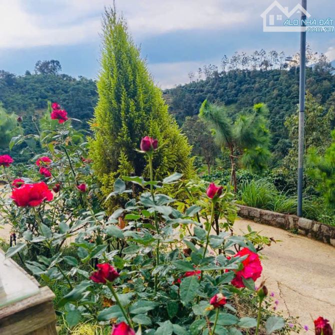 Chỉ 3,9 tỷ có ngay Biệt thự nghỉ dưỡng và vườn sầu riêng, giáp suối, view đỉnh, săn mây. - 3