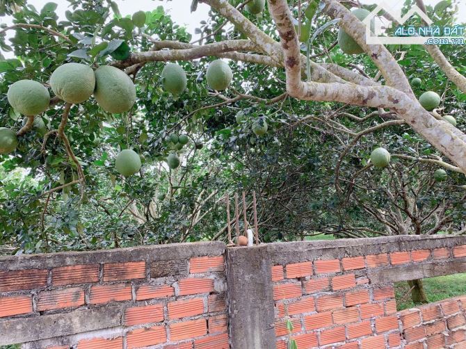 Bán khoảng 1 sào (1009m2) đất Láng Lớn, huyện Châu Đức, BRVT. - 3