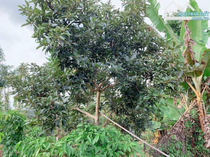 Bán khoảng 4 sào 4 (4435m2) đất Láng Lớn, huyện Châu Đức, BRVT. - 3