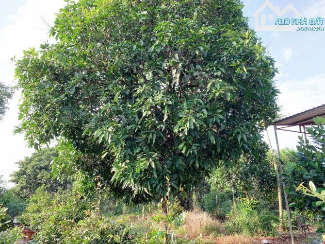 Bán khoảng 3 sào (2998m2) đất Láng Lớn, huyện Châu Đức, BRVT. - 3