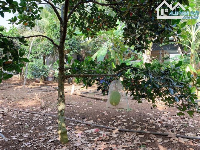 Bán khoảng 1 sào (1000m2) đất Bình Ba, huyện Châu Đức, BRVT. - 3