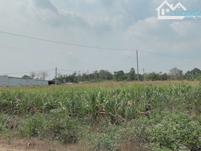 Bán khoảng gần 2 sào (1958m2) đất Bàu Chinh, huyện Châu Đức, BRVT. - 3