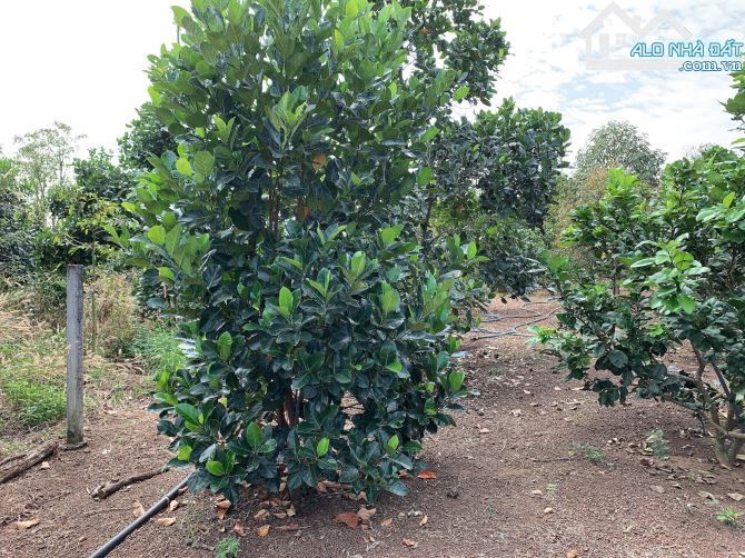 Bán khoảng 3 sào 4 (3411m2) đất Bàu Chinh, huyện Châu Đức, BRVT. - 3