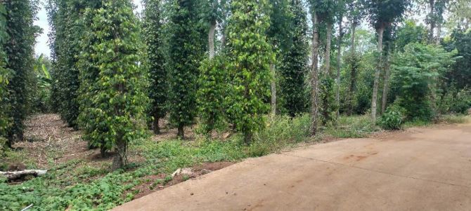 BÁN 1100M2  ĐẤT TRỒNG TIÊU TẠI THI TRẤN KIM LONG, CHÂU ĐỨC, SAT NHỰA, GIÁ CHỈ 1TI150TR - 3