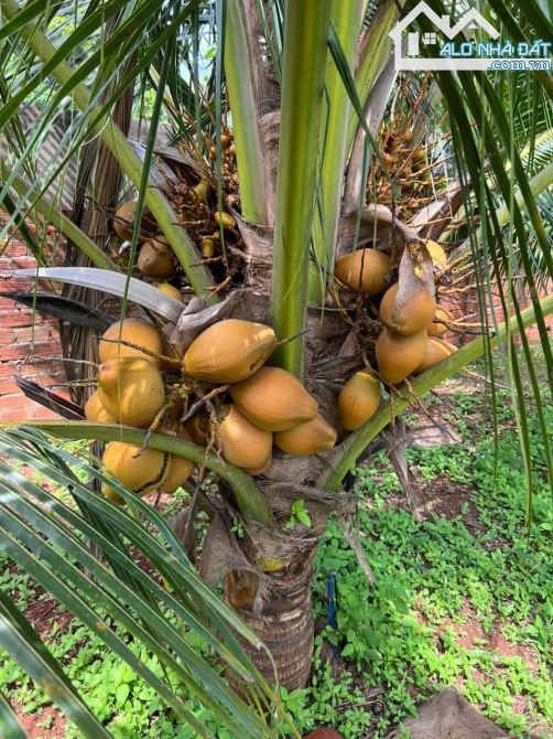 Đất Trung Tâm TT Ngãi Giao - Gần Chợ - Trường Học - Uỷ Ban - Thích Hợp Kinh Doanh quán ăn - 3