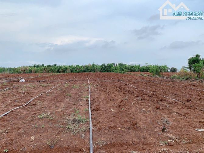 Bán khoảng 4 sào 8 (4793m2) đất Đá Bạc, huyện Châu Đức, BRVT. - 3