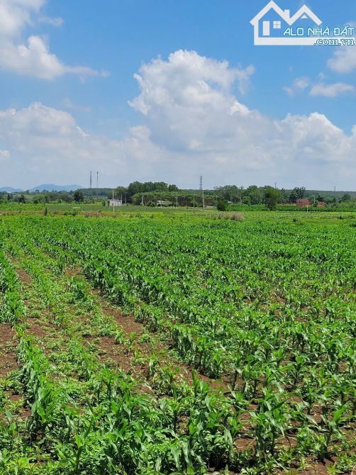 Cần bán 2.5ha đất mặt tiền DT992, ngang đến 140m tại Đá Bạc, KDC hiện hữu - 3