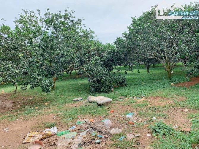 Bán khoảng 1 sào (1009m2) đất Láng Lớn, huyện Châu Đức, BRVT. - 4