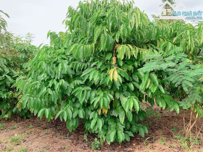 Bán khoảng 4 sào 4 (4435m2) đất Láng Lớn, huyện Châu Đức, BRVT. - 4