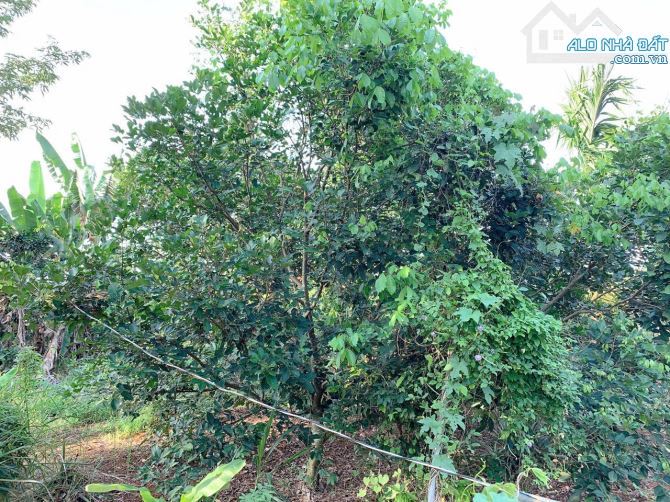 Bán khoảng 3 sào (2998m2) đất Láng Lớn, huyện Châu Đức, BRVT. - 4