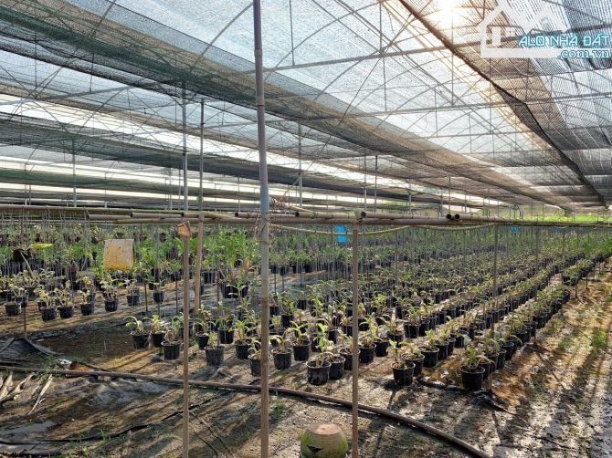 Bán khoảng 1 mẫu (10.213m2) đất Láng Lớn, huyện Châu Đức, BRVT. - 4