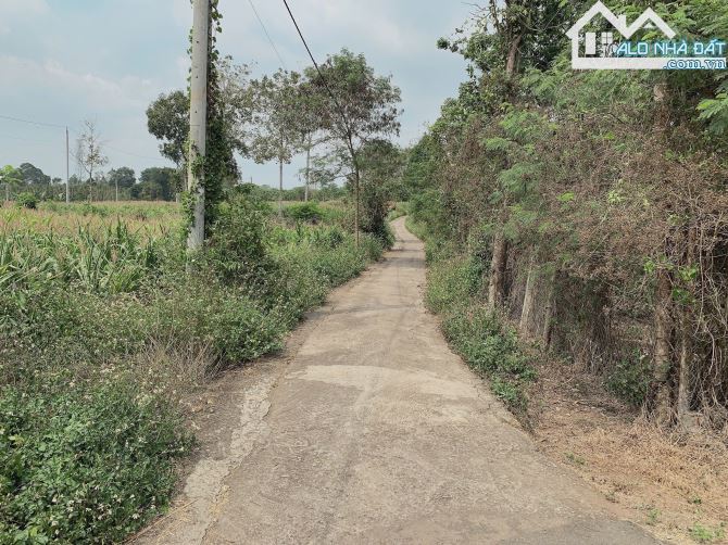 Bán khoảng gần 2 sào (1958m2) đất Bàu Chinh, huyện Châu Đức, BRVT. - 4