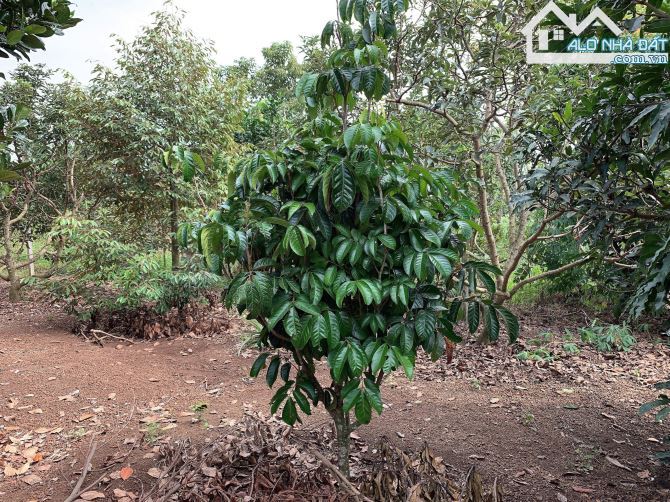 Bán khoảng 3 sào 4 (3411m2) đất Bàu Chinh, huyện Châu Đức, BRVT. - 4