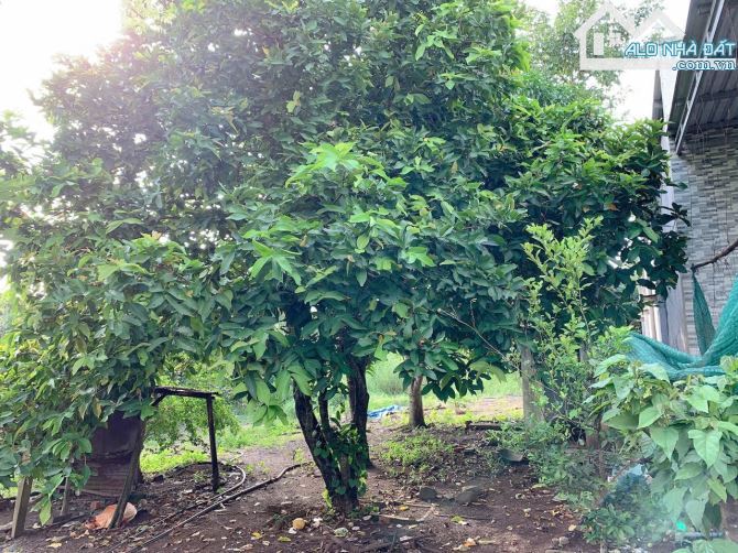 Bán khoảng 5 sào (4953m2) đất thị trấn Kim Long, huyện Châu Đức, BRVT. - 4