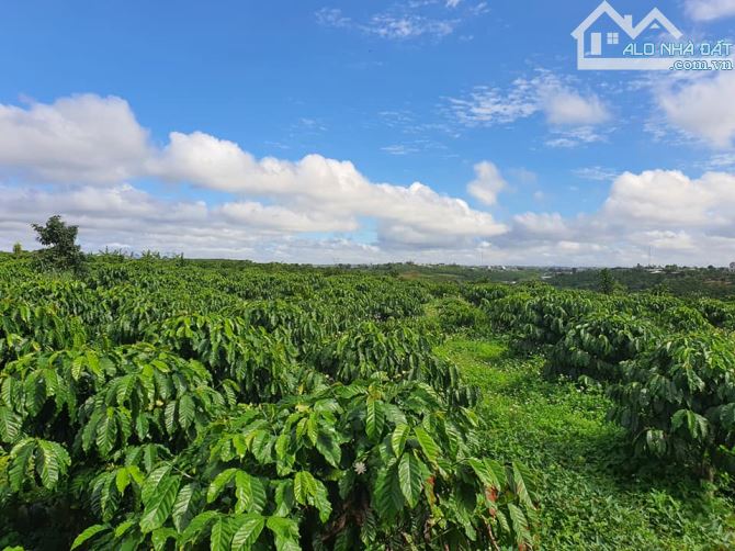 BÁN GẤP 2,9HA ĐẤT MẶT TIỀN BÊ TÔNG XÃ NHÂN CƠ. ĐANG CÓ NGUỒN THU TỐT - 4