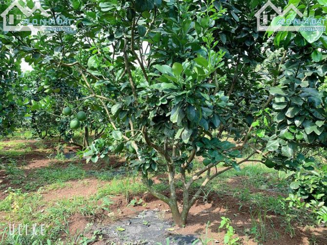 Bán khoảng 4 sào (4000m2) đất Bàu Chinh, huyện Châu Đức, BRVT. - 4